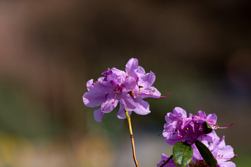 Petals of blooming plant in the park