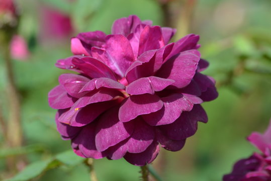 Large green bush with one fresh delicate vivid purple rose in full bloom in a summer garden, in direct sunlight, with blurred green leaves, beautiful outdoor floral background photographed
