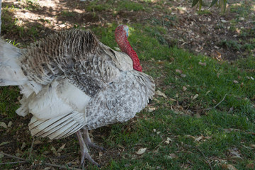  Live turkey animal walking on the farm in Querétaro city