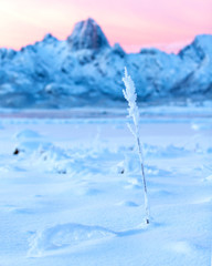 Mountain Ræka is the symbol of the Vesterålen islands in Norway.