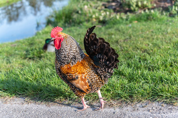 Brightly colored brown orange cock with red cockscomb that roams the road.