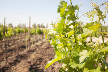 Fototapeta na wymiar Tender grape leaves and baby grapes growing in agricultural fields in Queretaro city micro climate