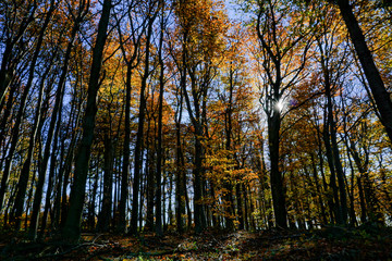 Autumn forest with sunbeams filteringthrough trees.