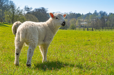 Obraz premium Portrait Close up Low Level view of three week old Lamb standing in green grass field showing detailed view of head eyes and nose with rolling farmland scene to background
