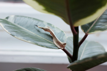 Dry cover of new ficus elastica leaves close-up. Healthy rubber tree plant growth stage. Variegated...