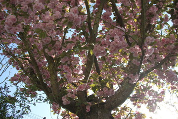 Early spring cherry tree pink bloom