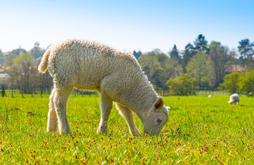 Naklejka premium Portrait Close up Low Level view of three week old Lamb standing in green grass field showing detailed view of head eyes and nose with rolling farmland scene to background