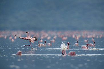 Lesser Flamingo landing at Lake Bogoria