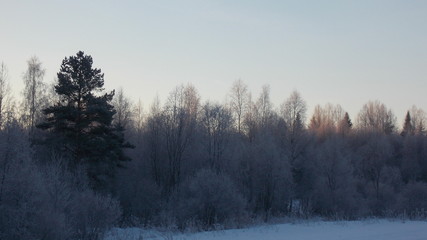Winter forest in the morning