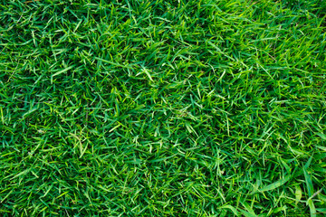 Top view of green grass in the dew on nature.