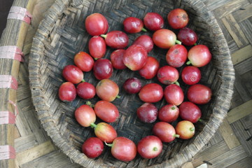 Ripening coffee beans, fresh coffee, red berry lies on a plate