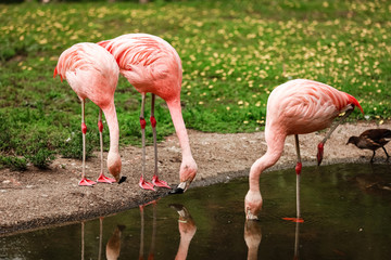 Pink big birds Greater Flamingos, Phoenicopterus ruber, in the water. Flamingos cleaning feathers. Wildlife animal scene from nature.