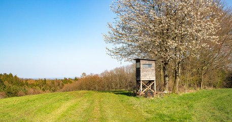 At the edge of the field in spring a raised blind on wheels under a flowering tree. In the...