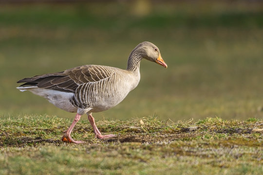 Image of white and brown goose walking on the grass