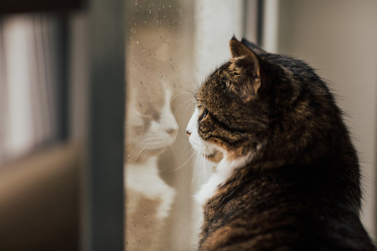 Cute cat sits on a windowsill and looking out the window. Blur window with rain drops. Cat looking on spring rain. Reflection in window.