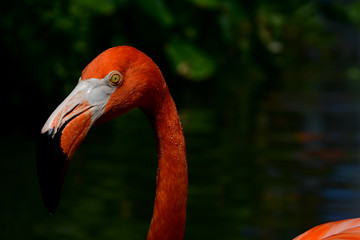 Close-up portrait of a deep pink flamingo on a background of tropical greenery
