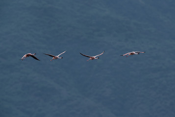 Lesser Flamingos flying