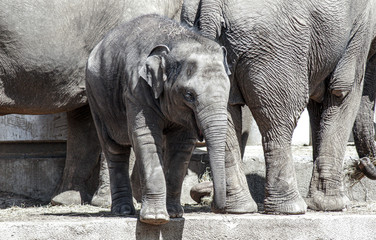 Young elephants in the zoo. Group of living animals