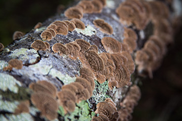 Crust or Polypore Fungi