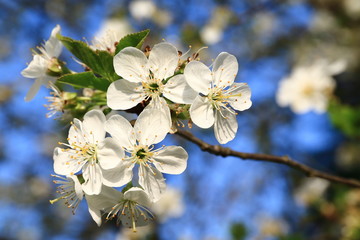 Cerisier en fleurs ou griottier en fleurs