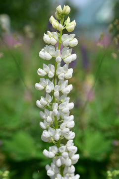 Tall stalk of a white lupine in a summer field