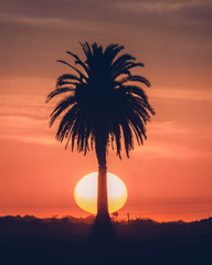 palm and sunset