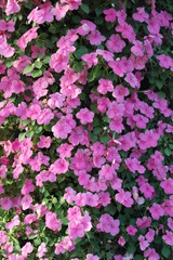 Obraz premium Fresh pink Impatiens walleriana, Lizzie in green leaf