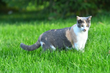 Three coloured cat playing in the bright green grass in summer outside.