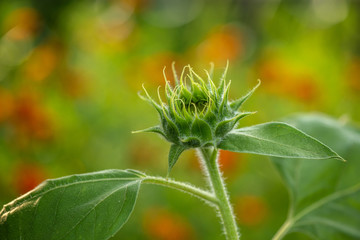 Nice green sunflower unblown flower on field nature flora agriculture 