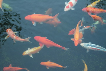 royal japanese koi carp in the pond. Decorative fish. Sacred fish