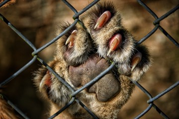 lion´s paw in a cage