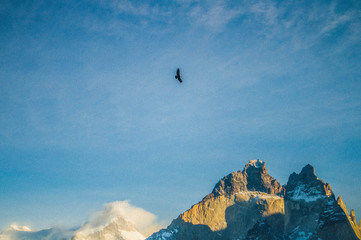 Fototapeta na wymiar eagle in the mountains