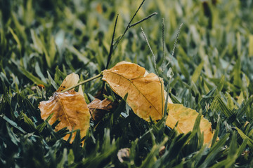 autumn leaves