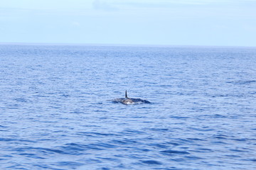 Delphine auf Madeira