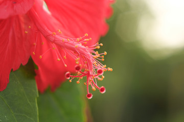 Stamen of red hibiscus flowers close-up.