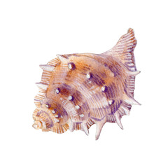 Watercolor of seashell isolated on white background. Stock  illustration for your menu or design.