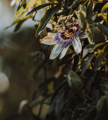 mburucuy&aacute; flower