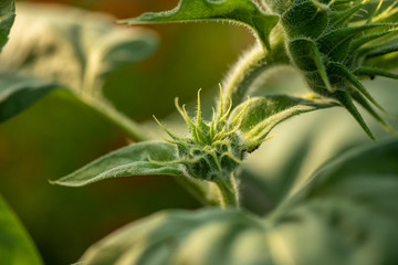Nice green sunflower unblown flower on field nature flora agriculture 