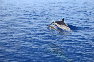 Delphine auf Madeira