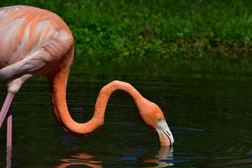 Pink flamingo with a long neck walks on the water