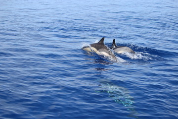 Delphine auf Madeira