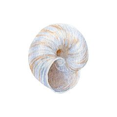 Watercolor of seashell isolated on white background. Stock illustration for your menu or design.