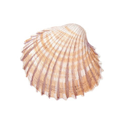 Watercolor of seashell isolated on white background. Stock illustration for your menu or design.