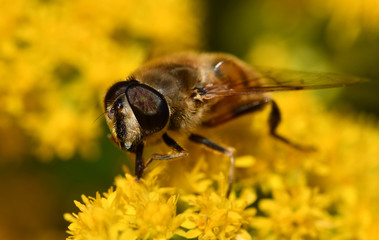Little fly with thick brown fur and big eyes