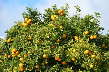 Close up of a ripe fresh oranges and green leaves in a tree orchard in a garden in Spain in a sunny summer day, beautiful outdoor background photographed with soft focus
