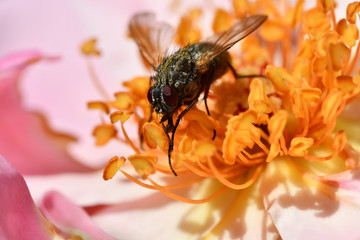Little fly with hard black hairs and mother-of-pearl wings