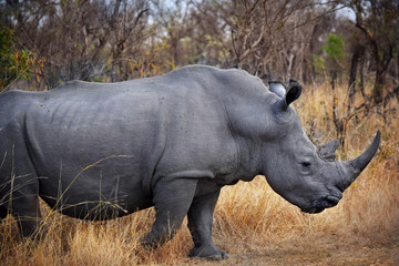 Fototapeta premium African Rhino