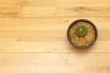 Obraz na płótnie Canvas potted globe cactus isolated on wood table