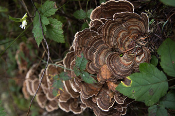 Turkey Tail Mushrooms