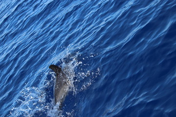 Delphine auf Madeira © Meermandy